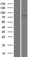 LOXL3 Protein (Over-Expression Lysate Myc-DDK (Flag))