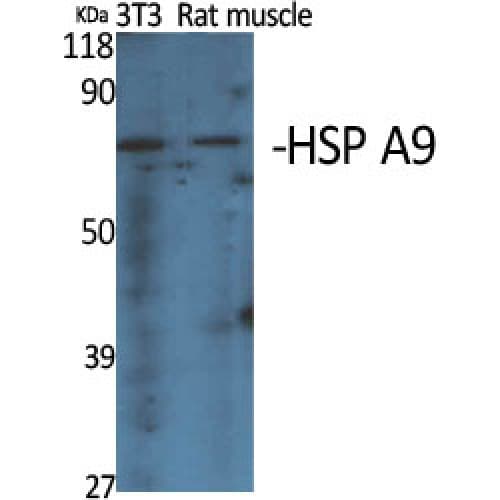 Polyclonal Rabbit anti-Human HSPA9 / Mortalin / GRP75 Antibody (600-680 aa, C-terminal, IHC, IF, WB)