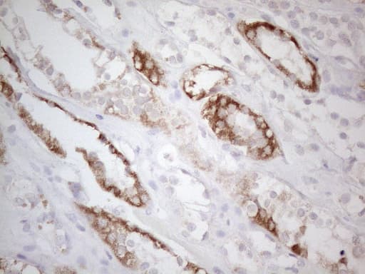 BTG2 Antibody (clone OTI4C10)