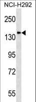 Polyclonal Rabbit anti-Human DLGAP4 Antibody (aa105-133, WB)