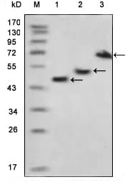 Monoclonal Mouse anti-Mouse MBP Tag Antibody (clone 3G1A3, WB)