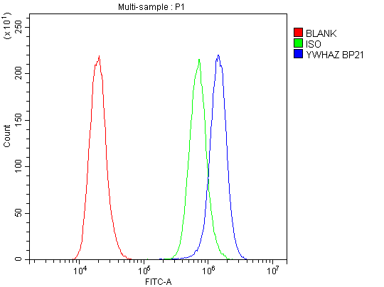 Polyclonal Rabbit anti-Human YWHAZ / 14-3-3 Zeta Antibody (IHC, WB)
