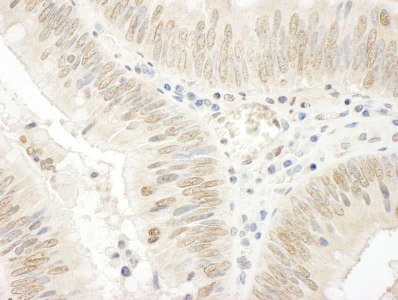 NOLC1 Antibody (aa1-50)