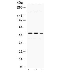 PLIN3 / M6PRBP1 / TIP47 Antibody