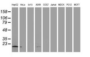 NDUFA7 Antibody (clone OTI2G4, Carrier-free)