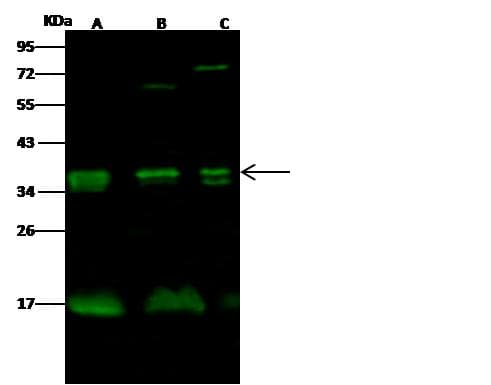 Polyclonal Rabbit anti-Human KLRC1 / NKG2A / CD159a Antibody (Preservative Free, WB)