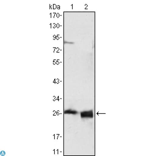 APOA1 / Apolipoprotein A 1 Antibody