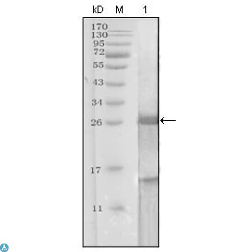 KLK3 / PSA Antibody