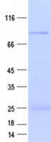 Human TCAF2 / FAM115C Protein (Recombinant His, N-Terminal)