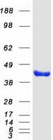Human EIF3M / PCID1 Protein (Recombinant Myc-DDK (Flag))
