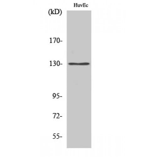 IHC-plus™ Polyclonal Rabbit anti-Human CEP131 / AZI1 Antibody (280-360 aa, Internal, IHC, WB)