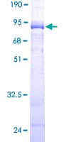 Human KPTN / Kaptin Protein (Recombinant GST)