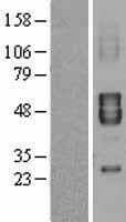 KCNA7 / Kv1.7 Protein (Over-Expression Lysate Myc-DDK (Flag))