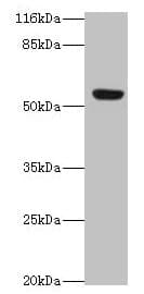 LILRA2 / CD85h / ILT1 Antibody