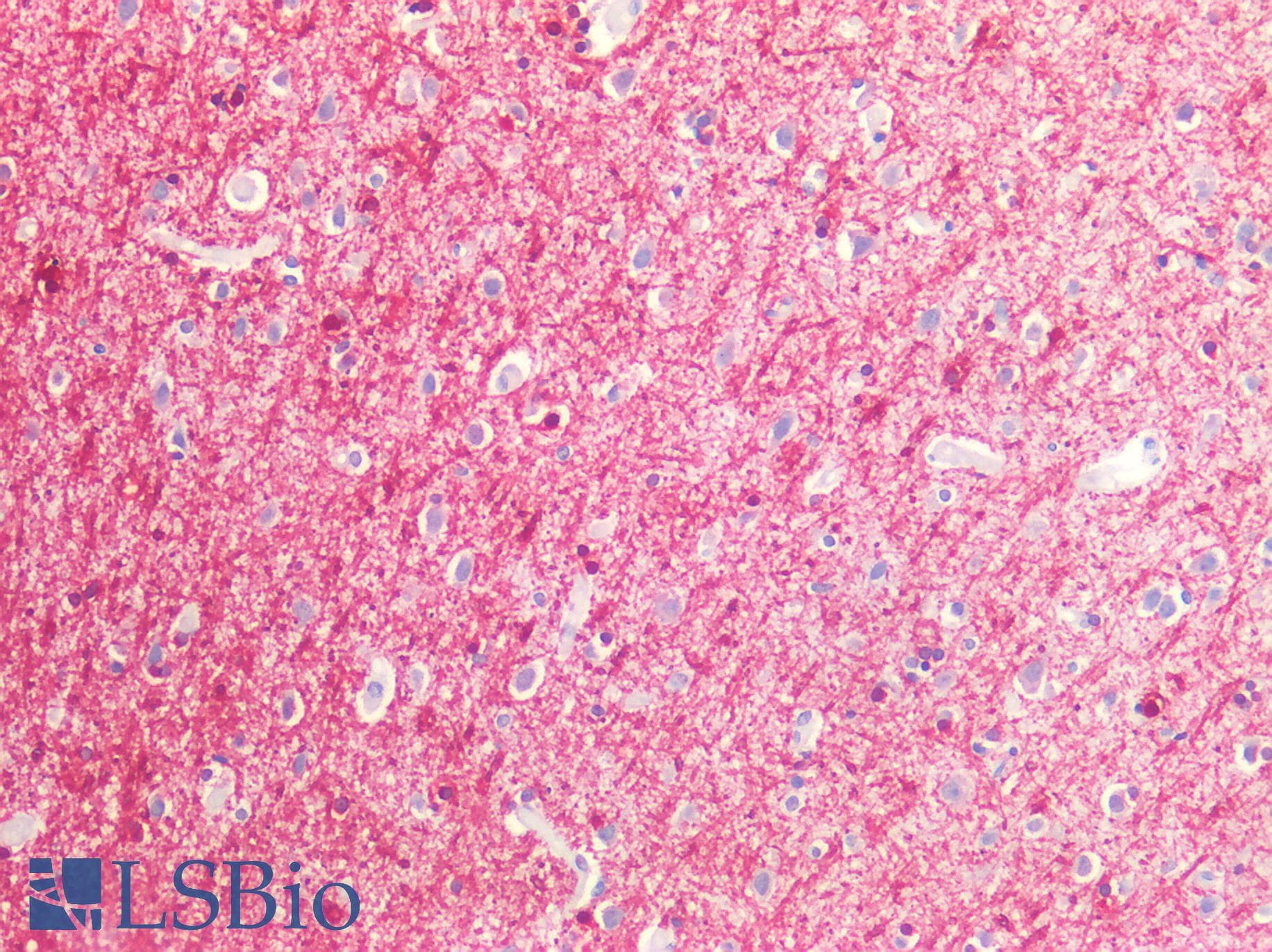 IHC-plus™ MBP / Myelin Basic Protein Antibody