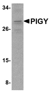 PIGY Antibody