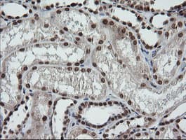 LMO2 Antibody (clone OTI1G10)