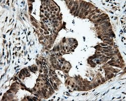 KIAA0153 / TTLL12 Antibody (clone OTI5H3)