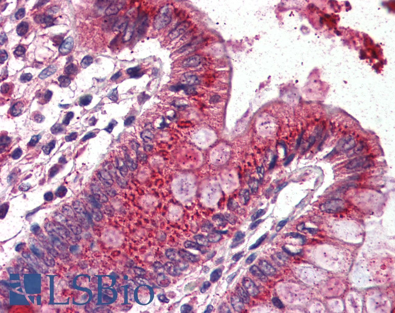 IHC-plus™ CHUK / IKKA / IKK Alpha Antibody (C-Terminus)