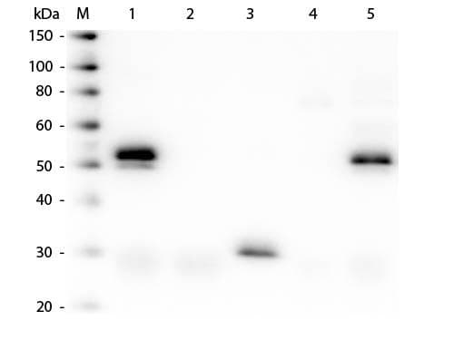 Donkey Anti-Rabbit IgG Secondary Antibody (AP)