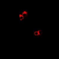 DDX1 Antibody
