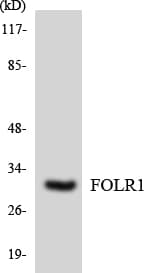 FOLR1 / Folate Receptor Alpha Antibody (aa31-80)