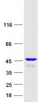 Human CYTH1 / Cytohesin-1 Protein (Recombinant Myc-DDK (Flag))