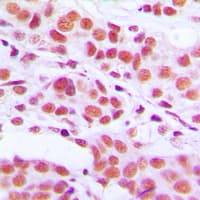 Histone H3 Antibody (phospho-Ser10)