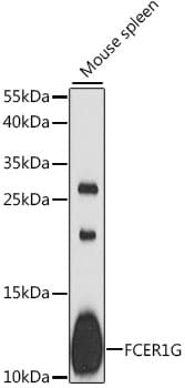 Polyclonal Rabbit anti-Human FCER1G Antibody (WB)