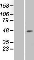 RCL1 Protein (Over-Expression Lysate Myc-DDK (Flag))