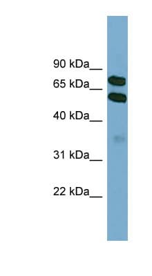 KLHL9 Antibody (aa395-444)