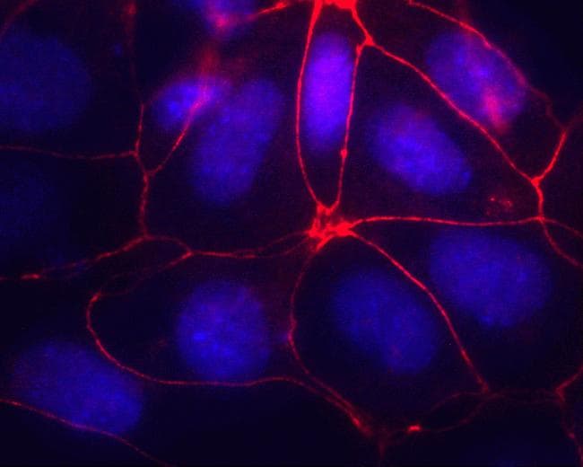 Monoclonal Mouse anti-Human OCLN / Occludin Antibody (clone OC-3F10, AF594, C-Terminus, IF, WB)
