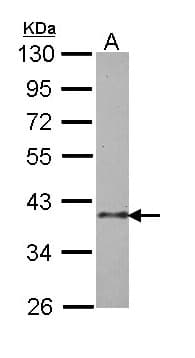 IHC-plus™ BUB3 Antibody