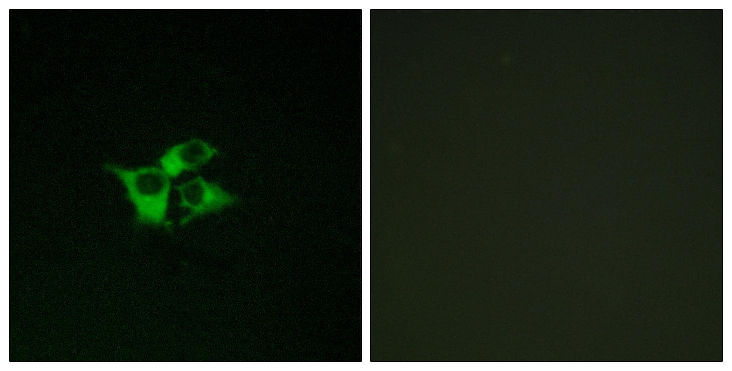 Polyclonal Rabbit anti-Human EDNRA / Endothelin A Receptor Antibody (IF, WB)