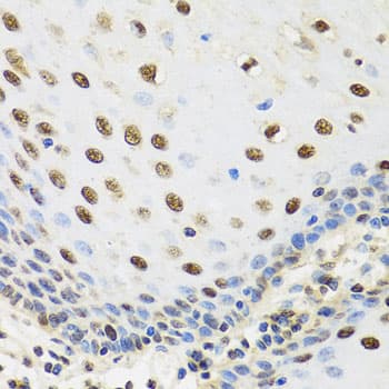 TAF15 Antibody