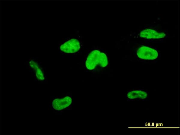 TCEA3 Antibody (clone 4E11)