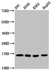 HIST1H3A Antibody