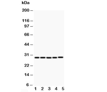 CD40L Antibody (aa47-65)