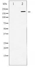 WNK1 Antibody