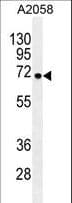 GAB4 Antibody (aa64-92)