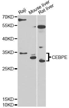 C/EBP Epsilon / CEBPE Antibody
