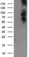 DEF6 Antibody (clone OTI3F9, Carrier-free)