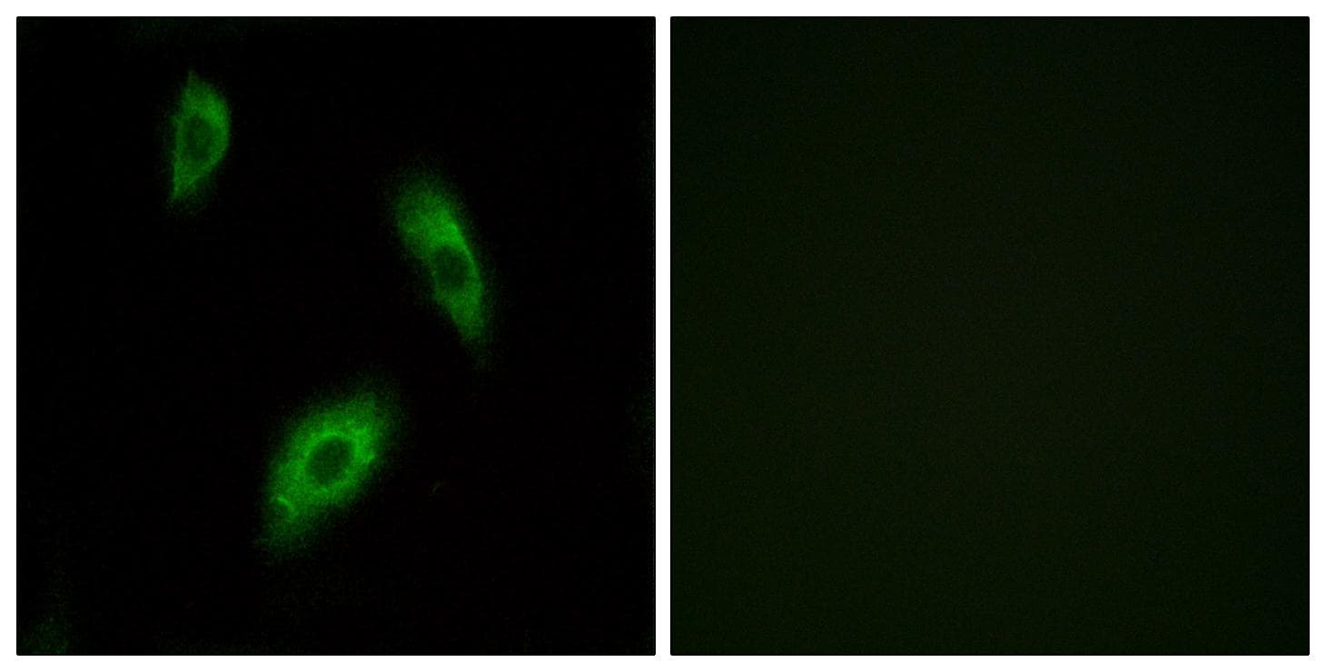 GPR174 Antibody