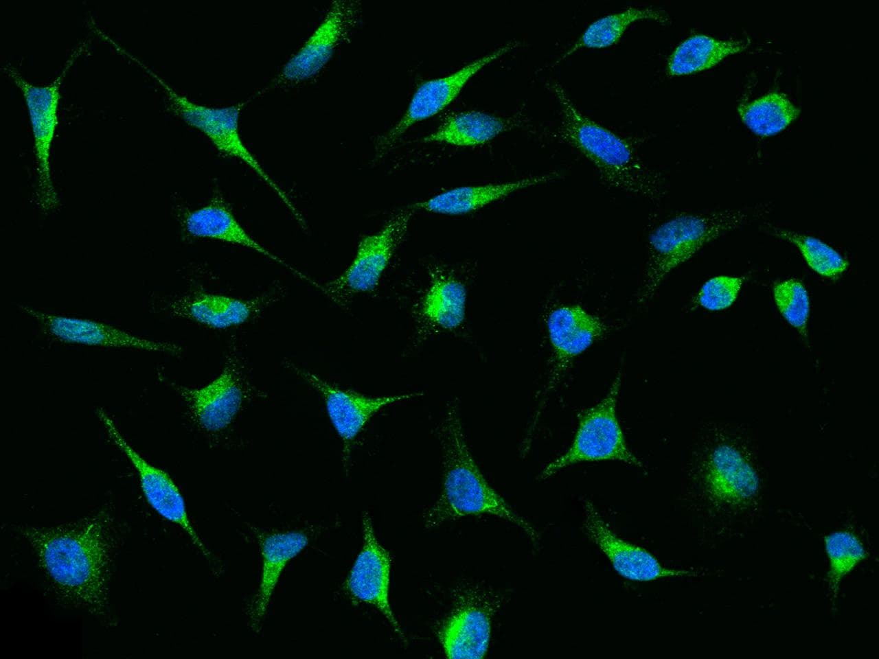 LRPAP1 Antibody (Preservative Free)