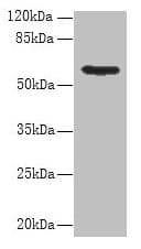 PDIA5 / PDIR Antibody