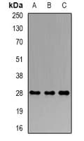 PRDX4 / Peroxiredoxin 4 Antibody