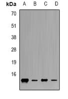 IHC-plus™ FXN / Frataxin Antibody