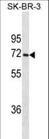 Monoclonal Mouse anti-Human CYP1A2 Antibody (aa255-282, WB)