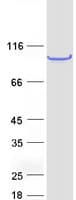 Human FAM114A1 / Noxp20 Protein (Recombinant Myc-DDK (Flag))
