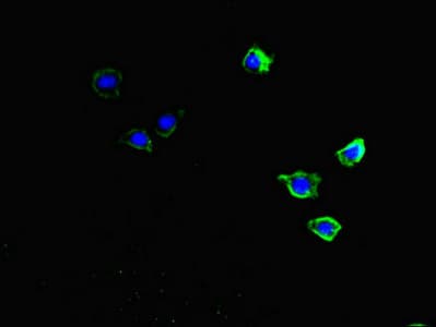 CKAP2L Antibody
